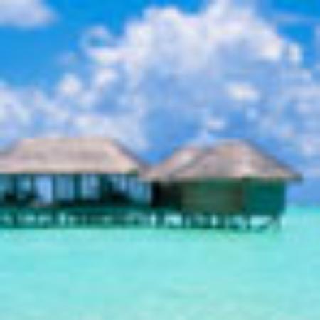 Olive Tree Restaurant